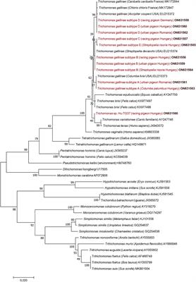 Molecular epidemiological study of Trichomonas gallinae focusing on central and southeastern Europe